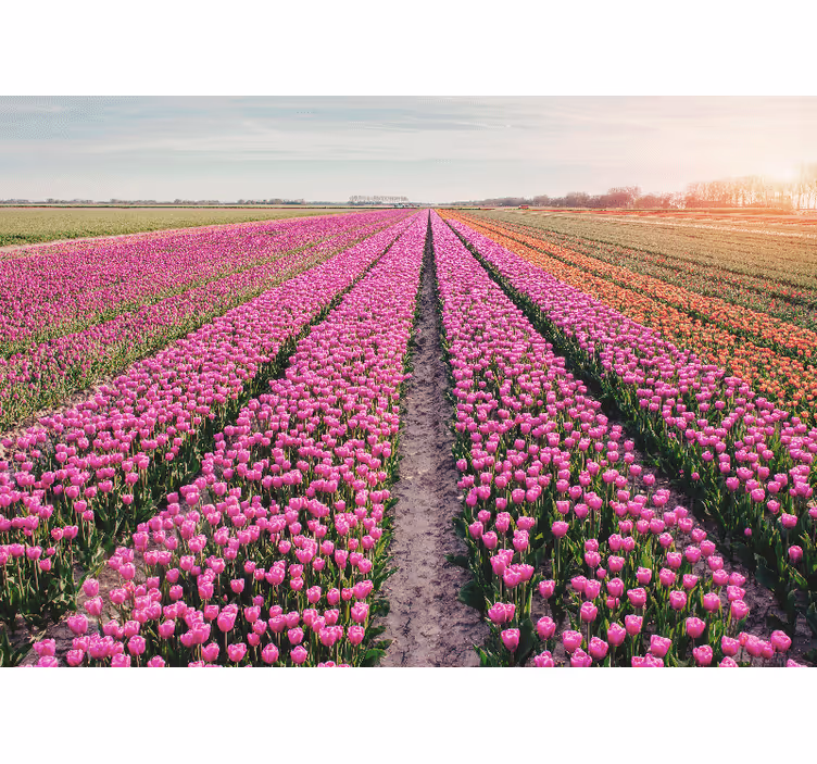 Flower wall mural tulip meadow landscape - TenStickers