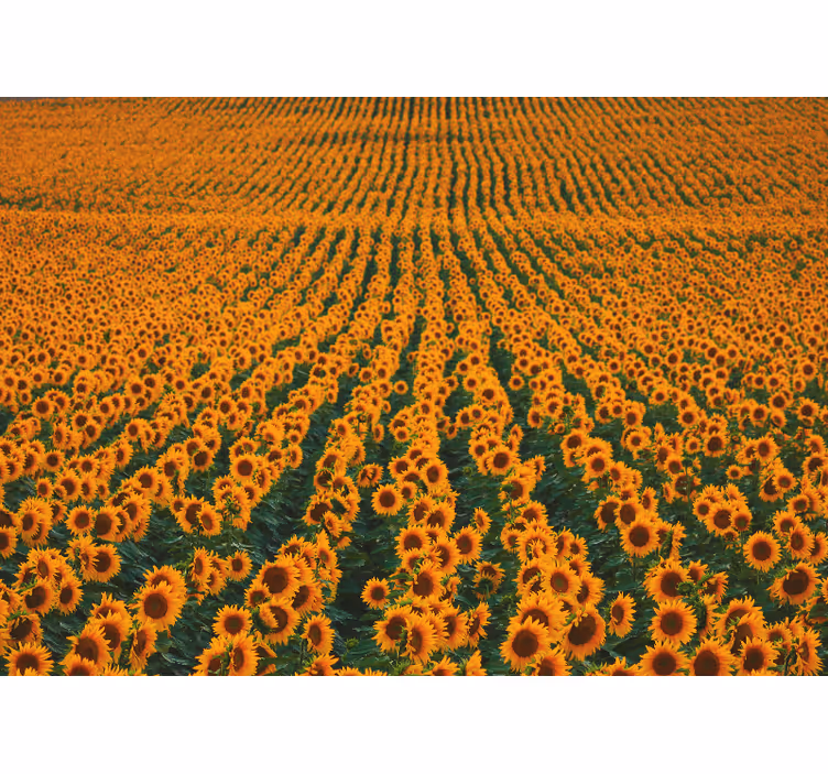 Flower wall mural sunflower field - TenStickers