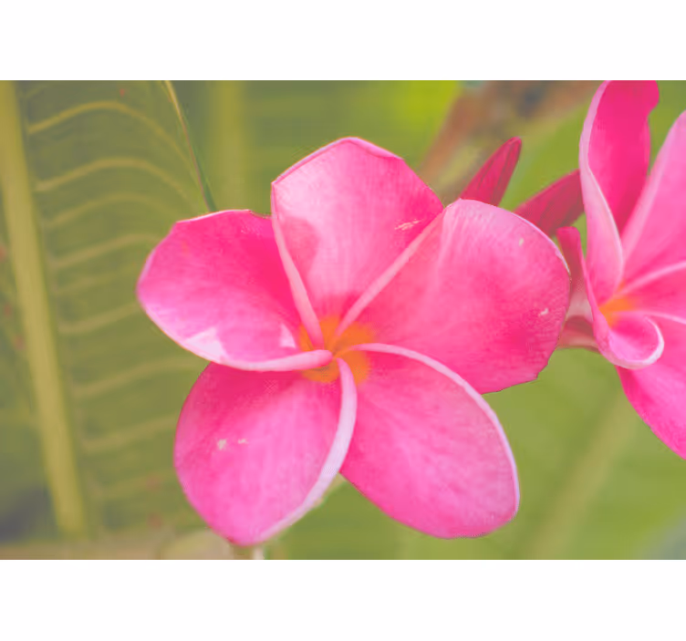 Flower wall mural pink floral design - TenStickers