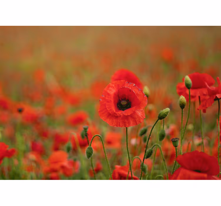 Poppy wall mural lively poppy blossoms - TenStickers