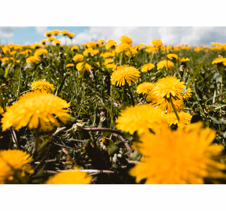 Dandelion wall mural dandelion field scene - TenStickers