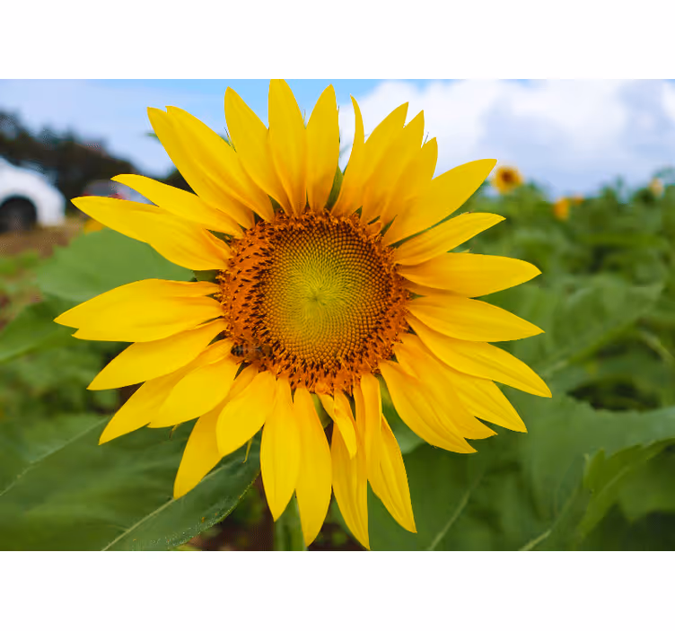 Flower wall mural sunflower blooming beauty - TenStickers