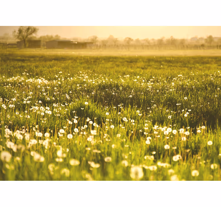 Dandelion big field dandelion wall mural - TenStickers