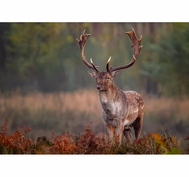 Animals wall mural majestic stag presence - TenStickers