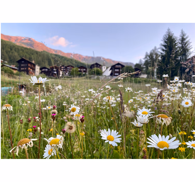Flower wall mural flowering meadow view - TenStickers