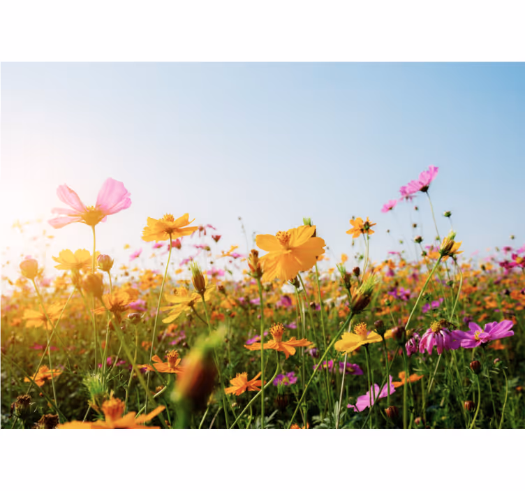 Flower wall mural colorful blooming flowers - TenStickers