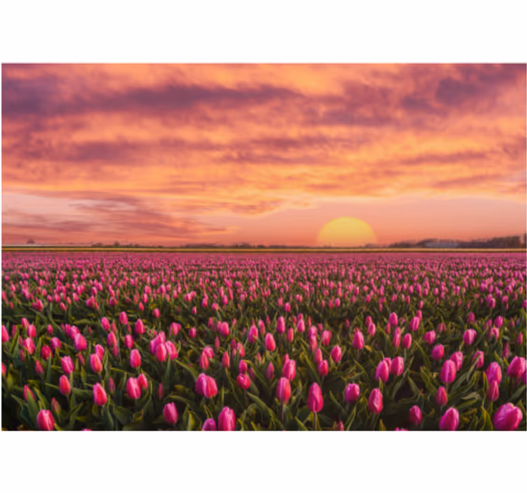 Flower wall mural tulip field at sunset - TenStickers