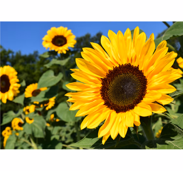 Sunflower beauty flower wall mural - TenStickers