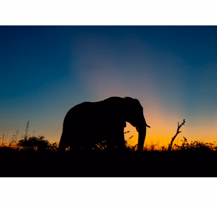 Animals wall mural elephant silhouette at sunset - TenStickers