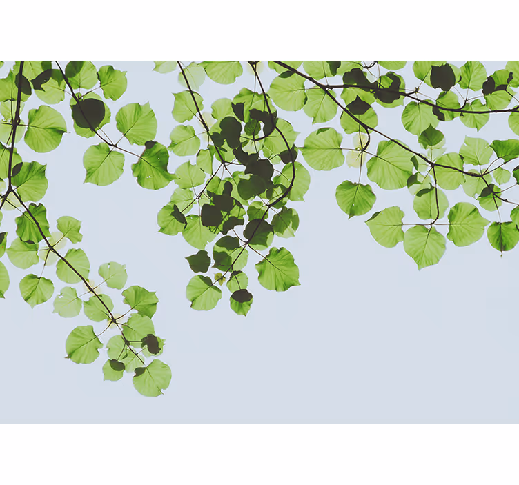 Wall mural trees leafy branches canopy - TenStickers