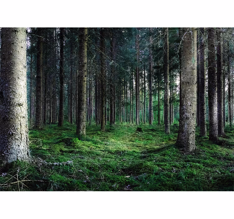 Humid tropical forest nature wall mural - TenStickers