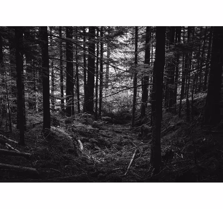 Retro forest landscape living room wall mural - TenStickers