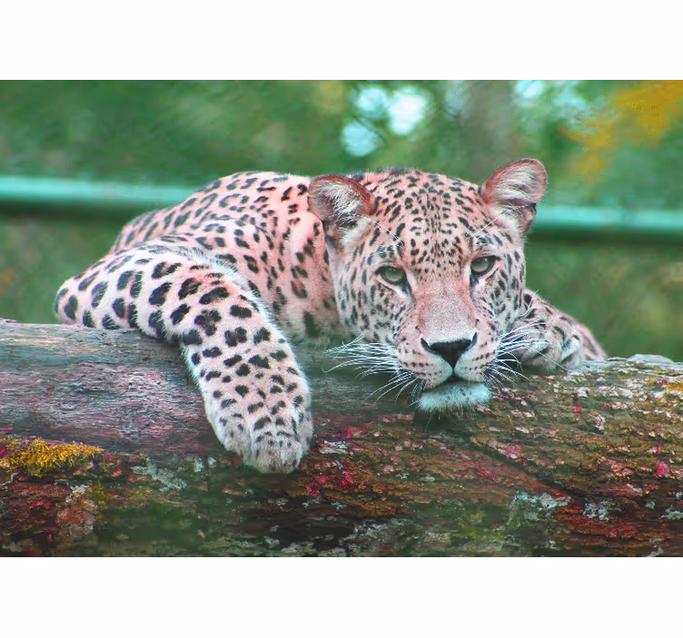 Animals wall mural leopard resting gracefully - TenStickers
