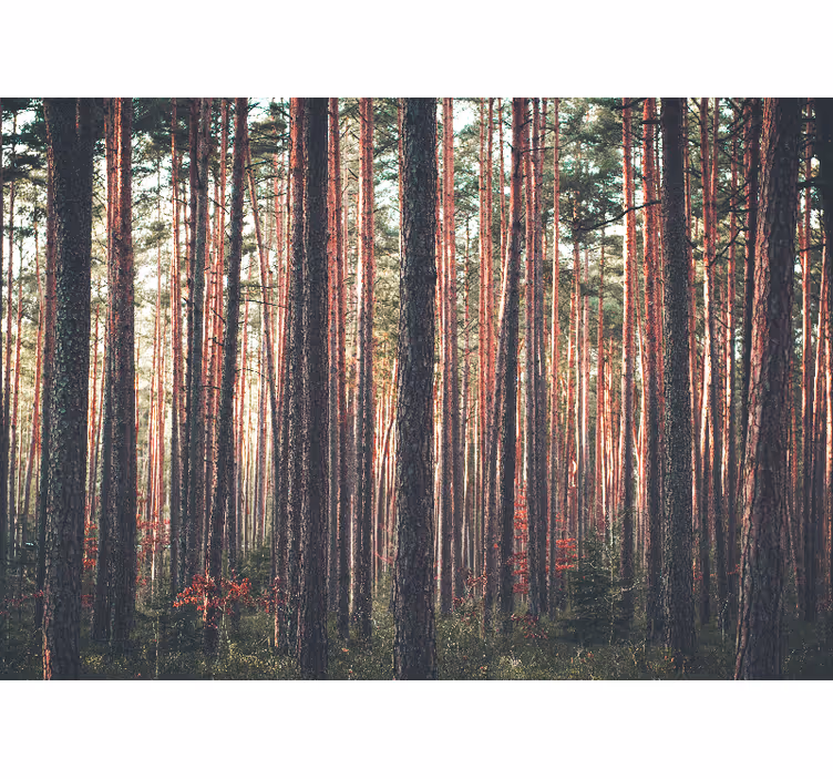 Deep forest landscape living room wall mural - TenStickers