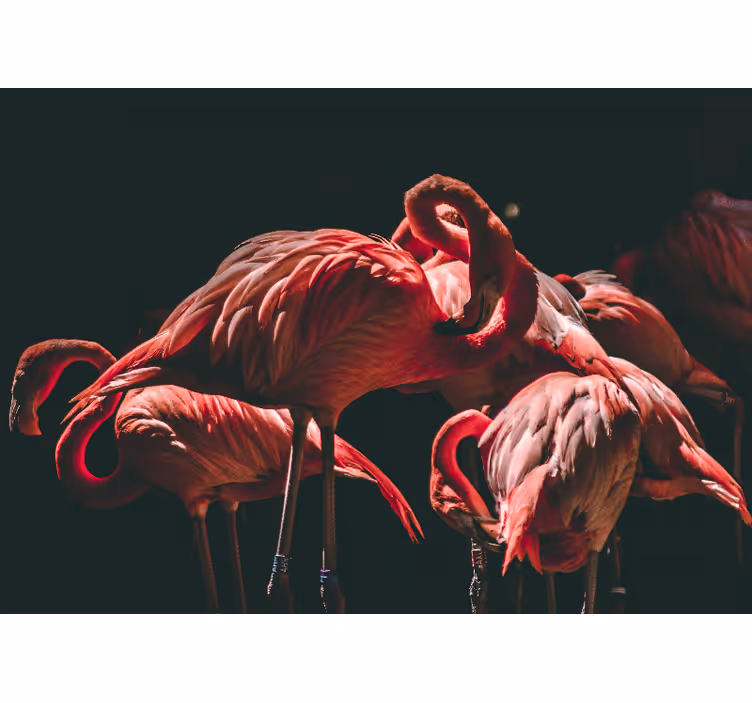 Animals wall mural flamingo tranquility - TenStickers