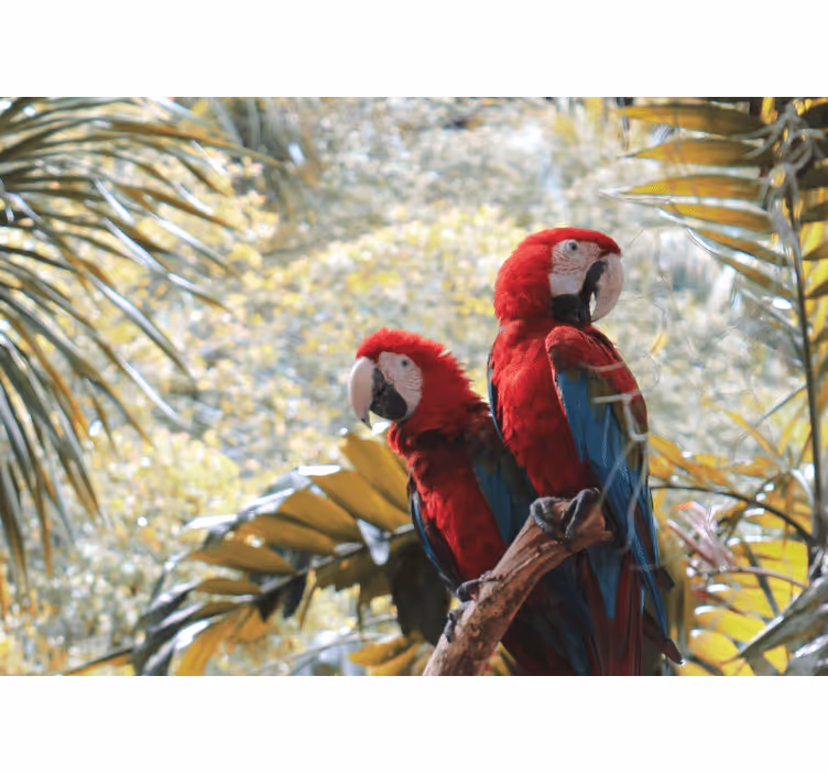 Animals wall mural scarlet macaw pair - TenStickers