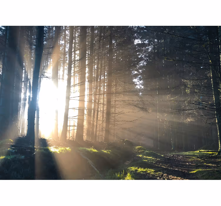 Forest wall mural enchanted forest path - TenStickers