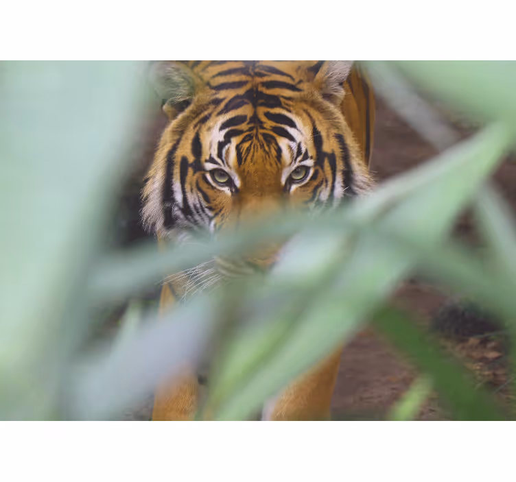 Animals wall mural tiger in the wild - TenStickers