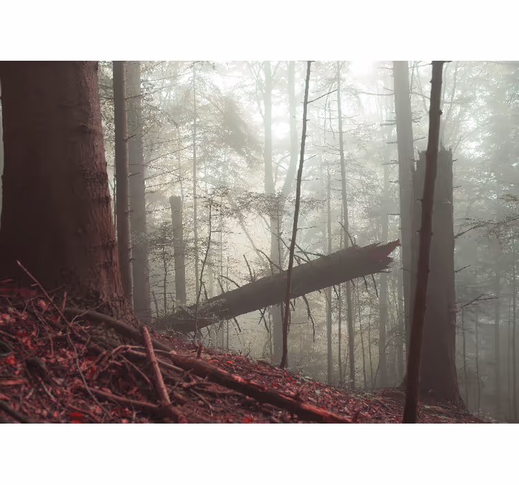 Pieniny Foggy forest nature wall mural - TenStickers
