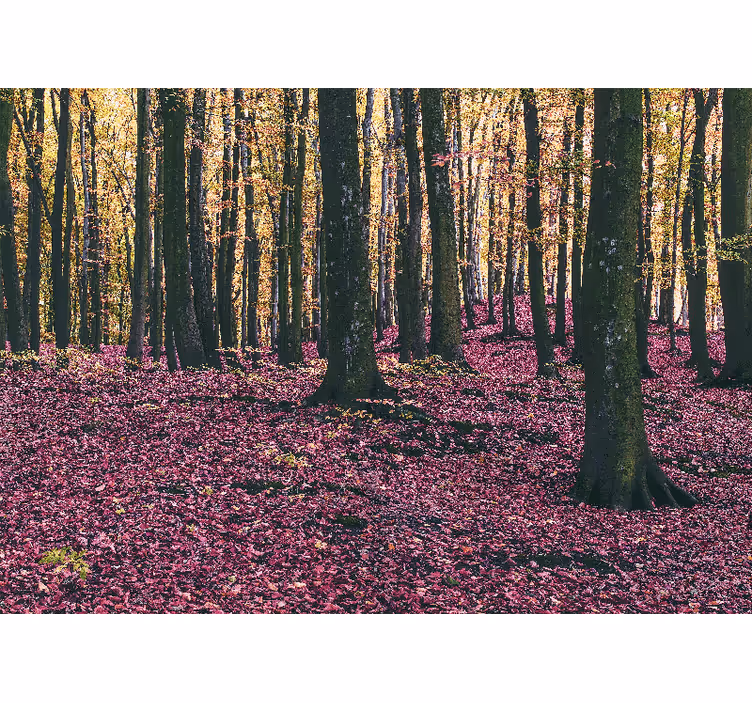 Wall mural nature serene forest scene - TenStickers