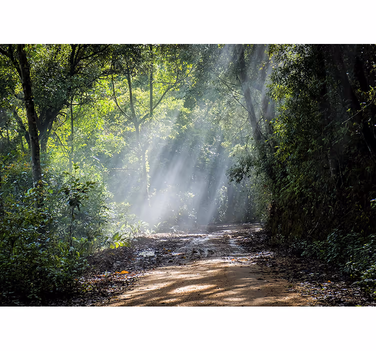 Light with sun Forest Wall Mural - TenStickers