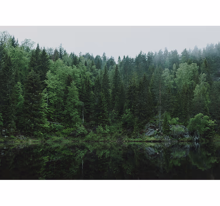Trees and lake Forest Wall Mural - TenStickers