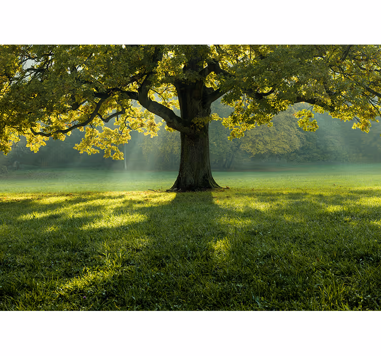Wall mural nature majestic tree silhouette - TenStickers