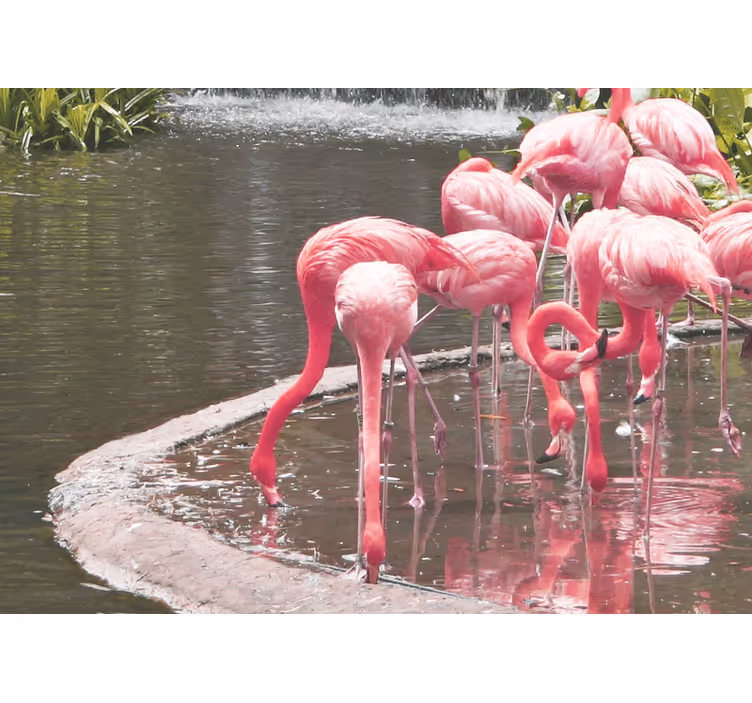 Animals wall mural flamingo assembly - TenStickers