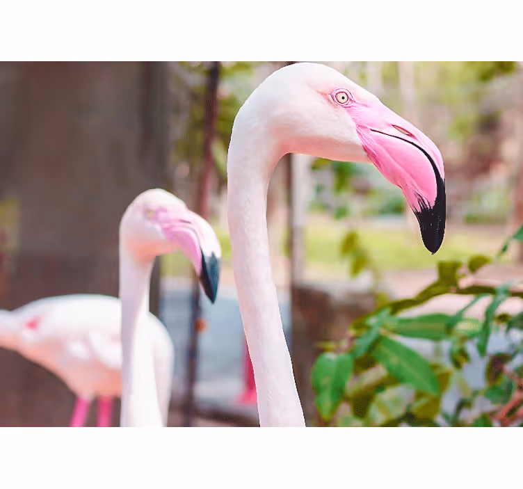 Animals wall mural elegant flamingo pair - TenStickers
