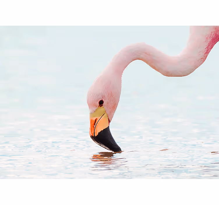 Animals wall mural flamingo water reflection - TenStickers