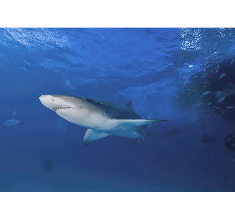 Animals wall mural majestic shark adventure - TenStickers