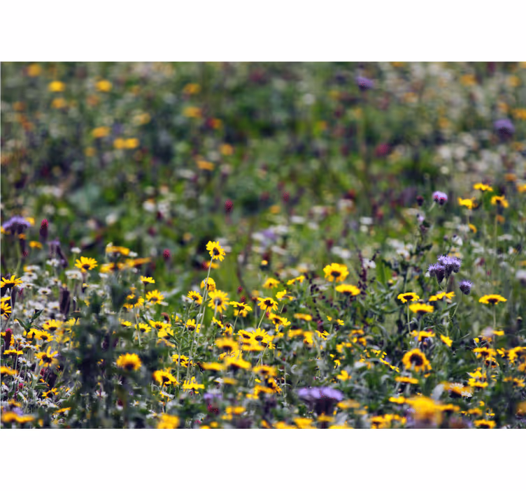 Flower wall mural sunny meadow blossoms - TenStickers