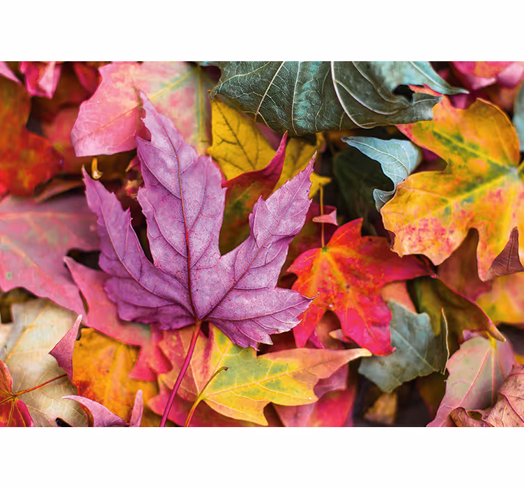 Flower wall mural colorful leaf designs - TenStickers
