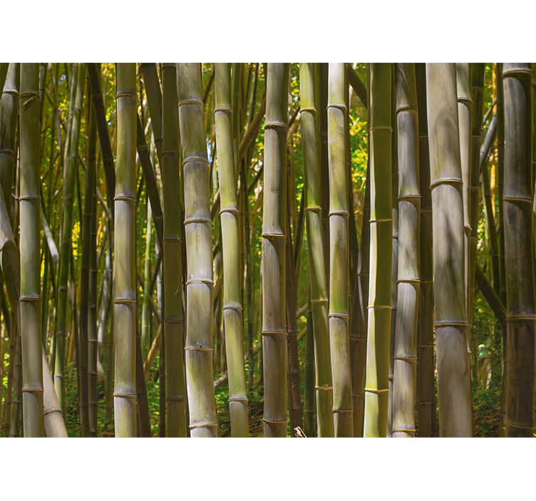 Natural bamboo forest tree mural - TenStickers