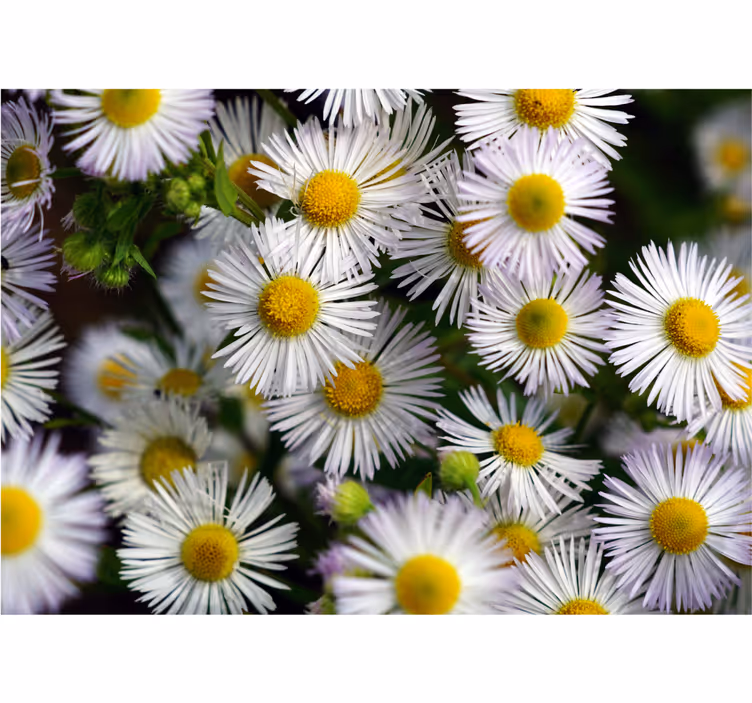 3D daisy flowers pattern wall mural - TenStickers