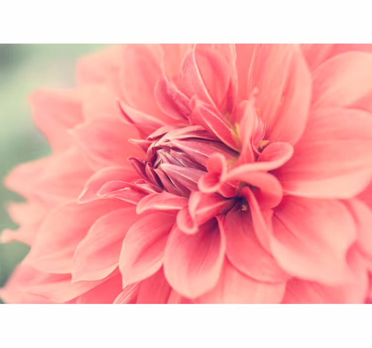 Pink daisy flower wall mural - TenStickers