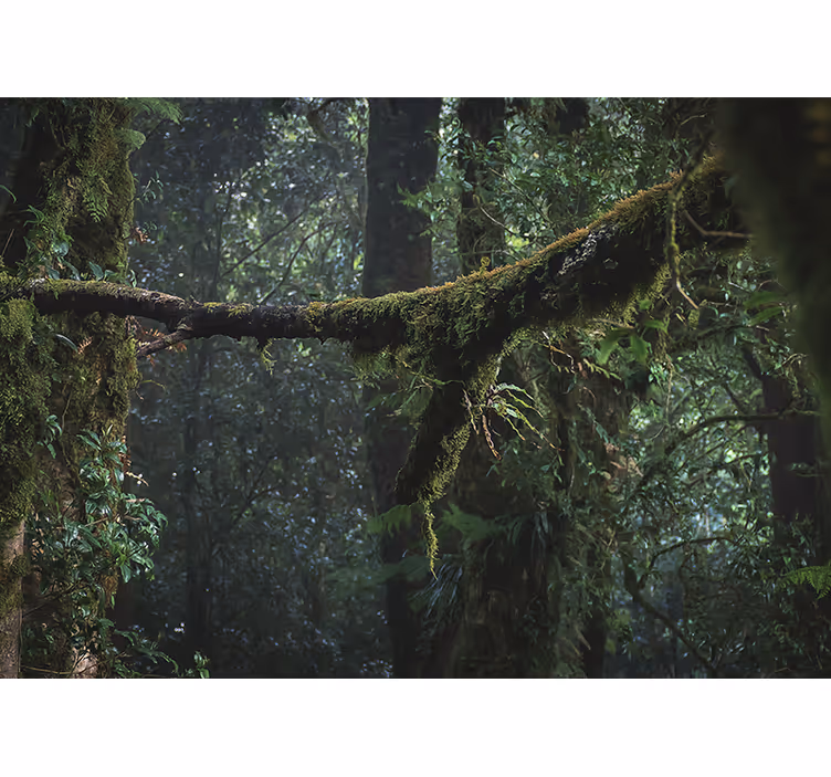 Amazonian foliage Forest Wall Mural - TenStickers