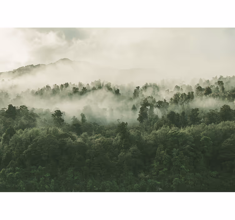 Huge trees with a lot of fog Forest Wall Mural - TenStickers