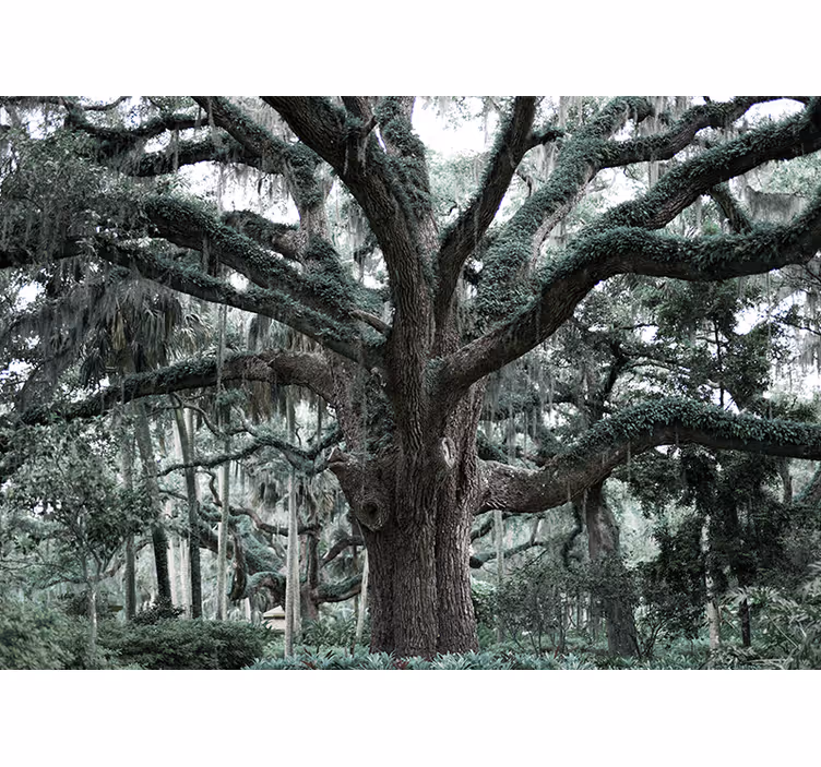 Majestic oak branches wall mural trees - TenStickers