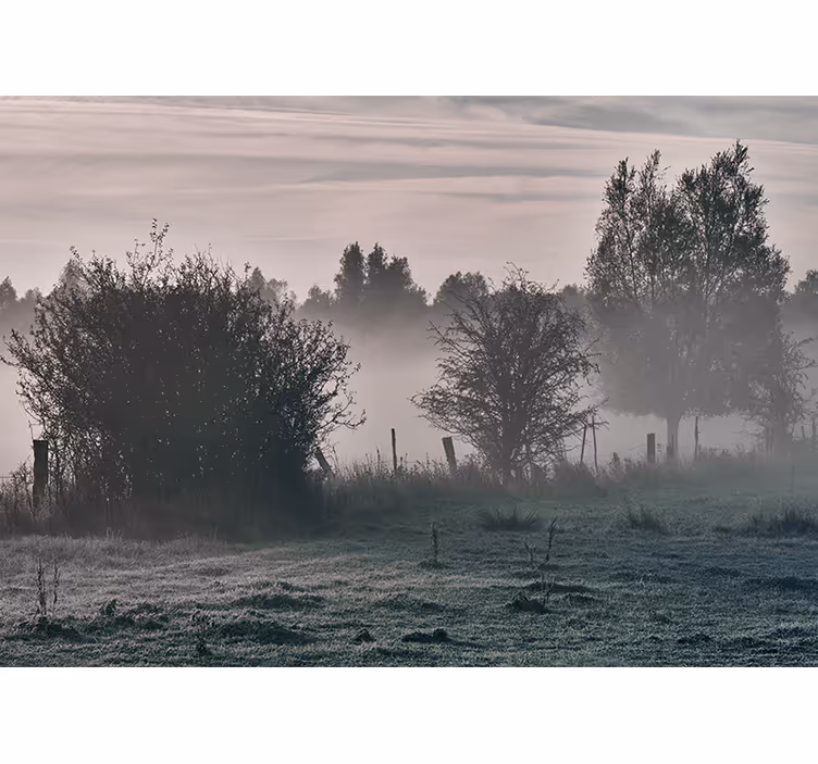 Wall mural nature foggy woodland scene - TenStickers