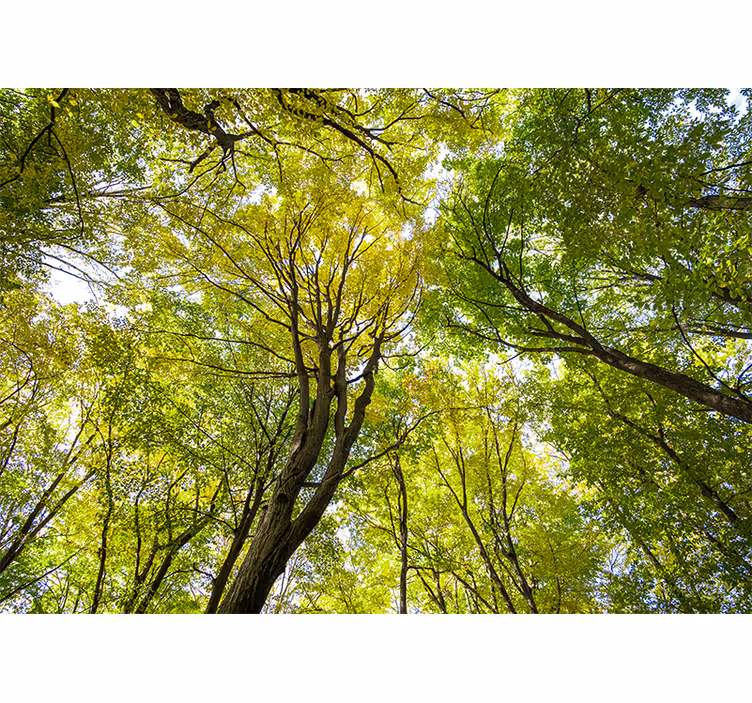 Wall mural nature lush forest canopy - TenStickers