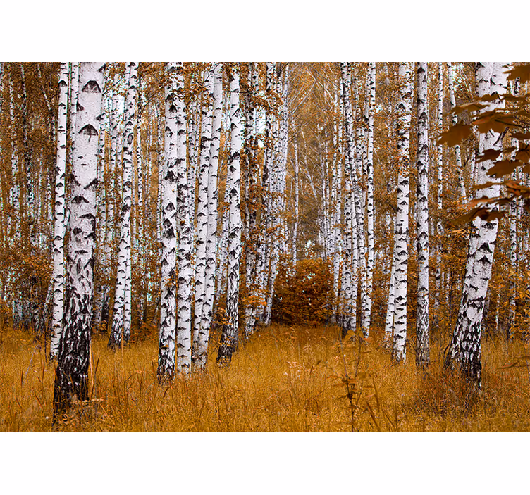 Forest wall mural birch tree grove - TenStickers