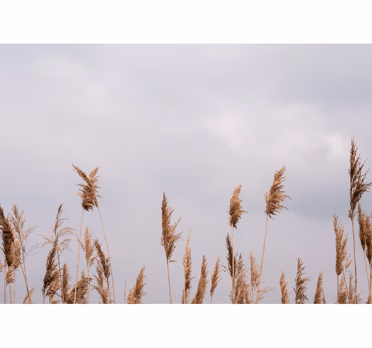 Pampass grass foggy view nature wall mural - TenStickers
