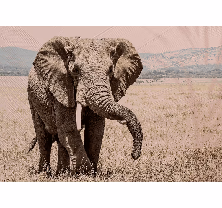Animals wall mural regal elephant aura - TenStickers