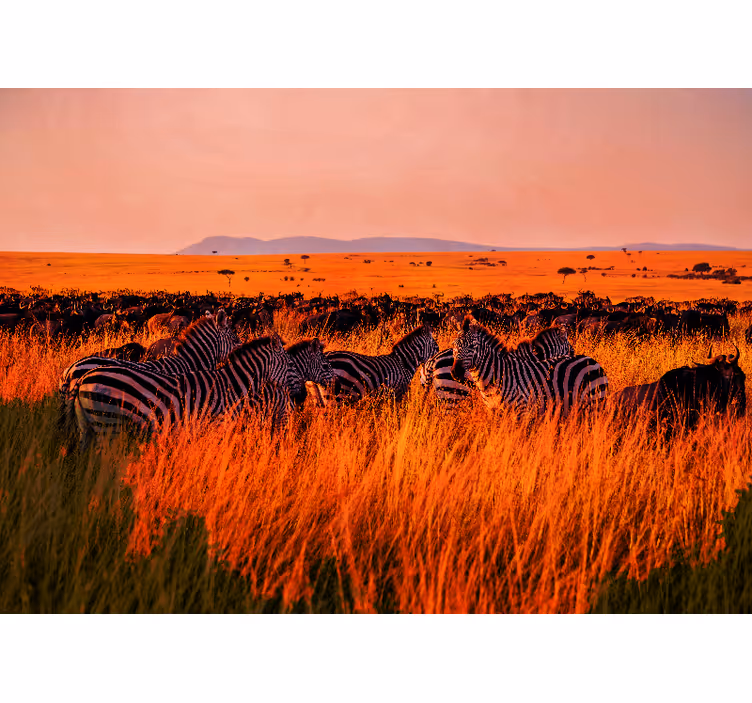 Beautiful African Wildlife africa wall mural - TenStickers