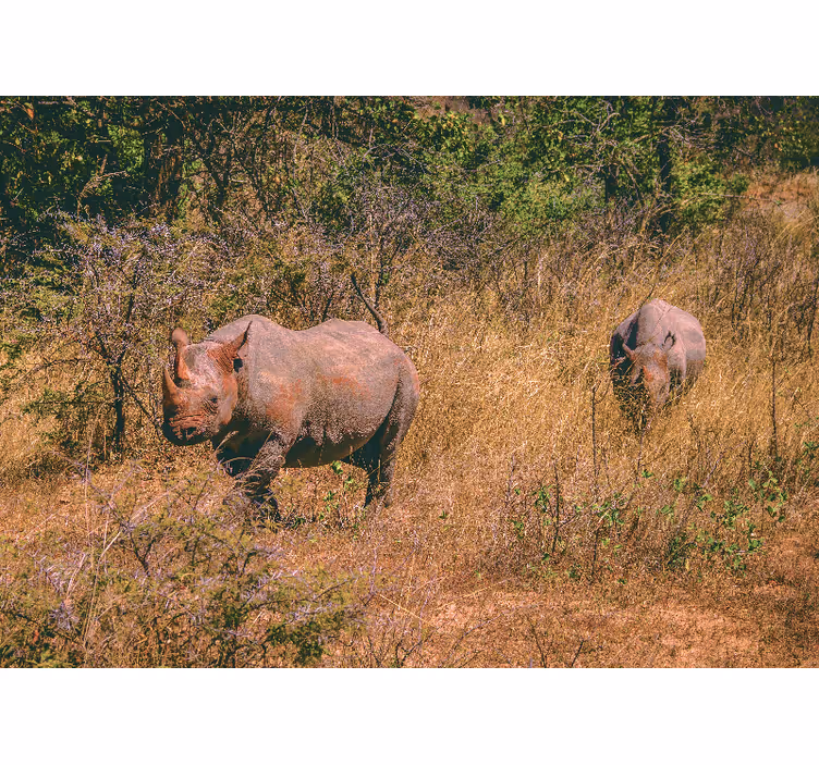 Animals wall mural rhinos in grassland - TenStickers