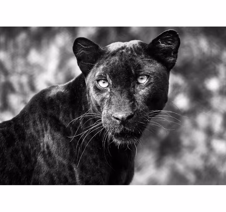 Beautiful Panter Black africa wall mural - TenStickers