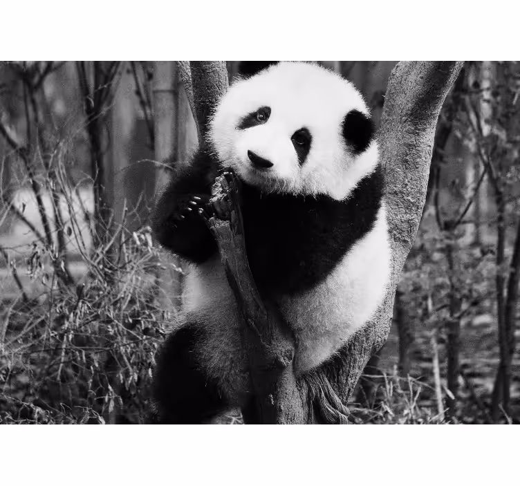 Animals wall mural panda in a tree - TenStickers