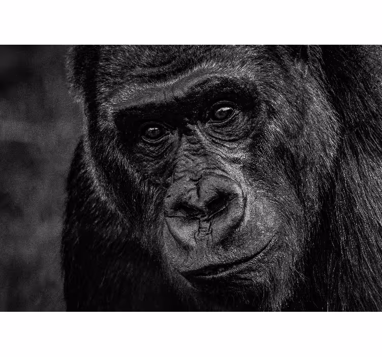 Animals wall mural gorilla close-up - TenStickers