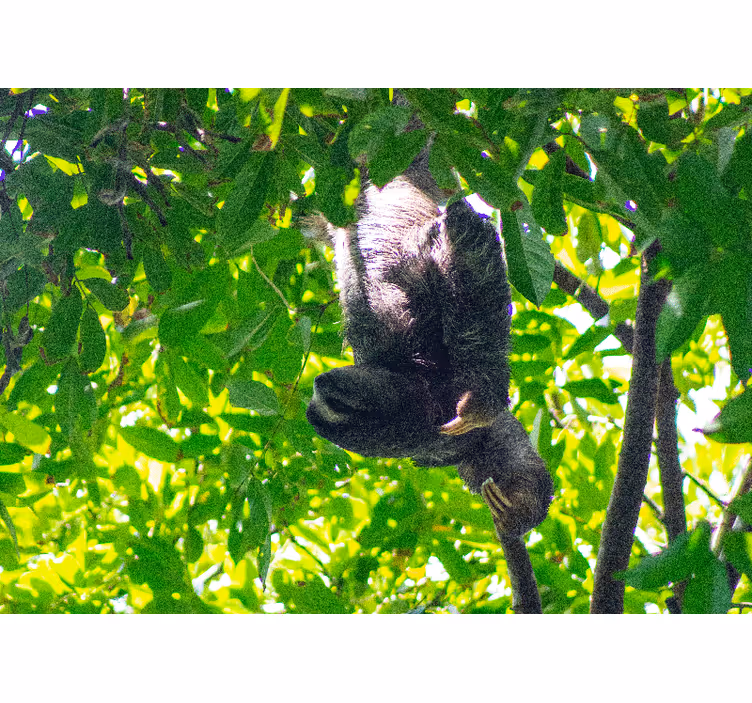 Animals wall mural sloth hanging in greenery - TenStickers